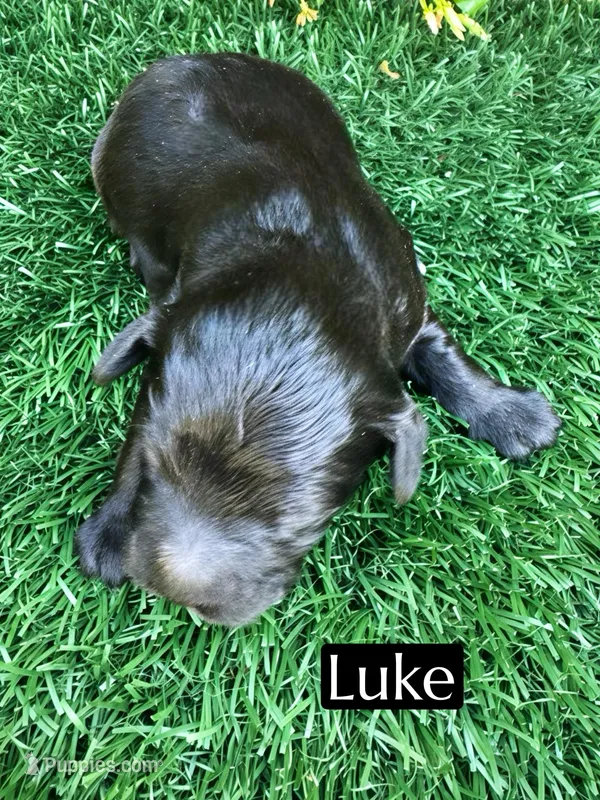 Luke (15-20 lbs) – Miniature Bernedoodle puppy for sale in Bakersfield, CA