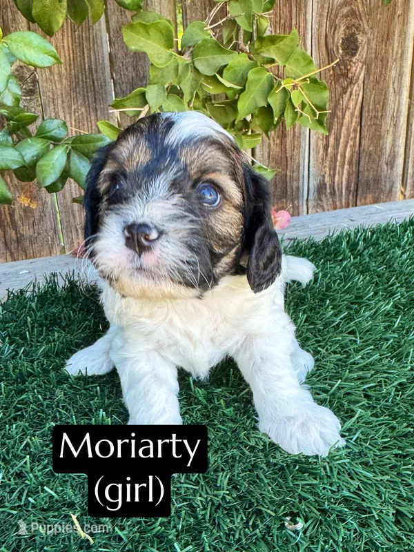 Moriarty – Cavapoo puppy on hold in Bakersfield, CA