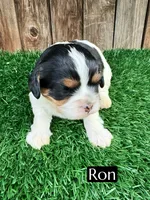 Ron (15 lbs), a male Cavapoo for sale in Bakersfield, CA – Photo 2 of 4