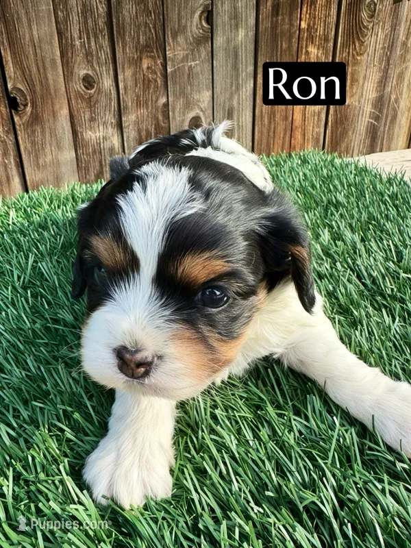 Ron (15 lbs)
