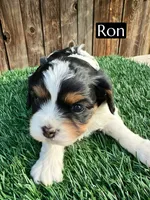 Ron (15 lbs), a male Cavapoo for sale in Bakersfield, CA – Photo 1 of 4