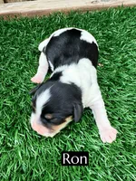 Ron (15 lbs), a male Cavapoo for sale in Bakersfield, CA – Photo 4 of 4