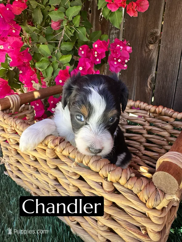Chandler (10 lbs) – Miniature Aussiedoodle puppy for sale in Bakersfield, CA