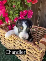Chandler (10 lbs), a female Miniature Aussiedoodle for sale in Bakersfield, CA – 2 of 6