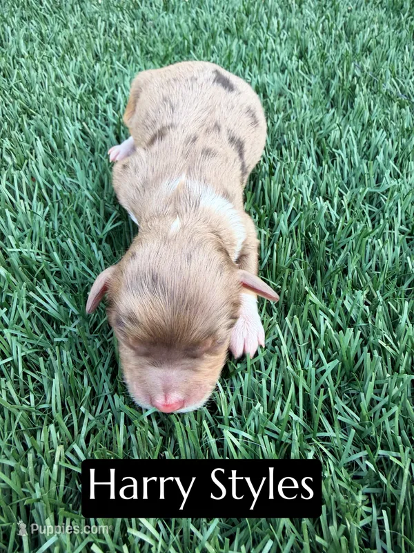 Harry Styles (15-18 lbs) – Miniature Aussiedoodle puppy for sale in Bakersfield, CA
