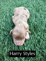 Harry Styles (15-18 lbs), a male Miniature Aussiedoodle for sale in Bakersfield, CA – 1 of 1