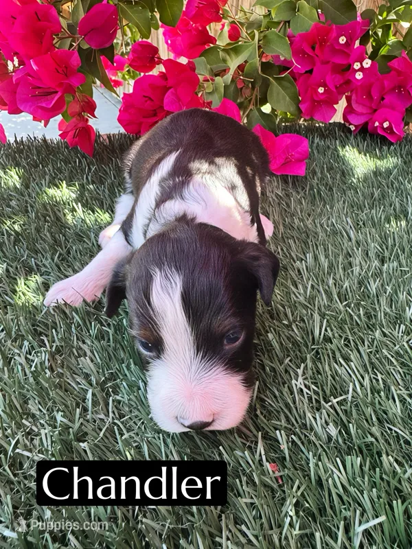 Chandler (10 lbs) – Miniature Aussiedoodle puppy for sale in Bakersfield, CA