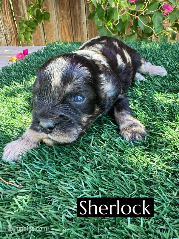 Sherlock  – Cavapoo puppy for sale in Bakersfield, CA