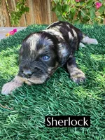 Sherlock , a male Cavapoo for sale in Bakersfield, CA – 3 of 5