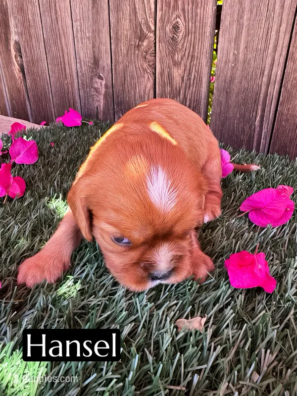 AKC Hansel – Cavalier King Charles Spaniel puppy for sale in Bakersfield, CA