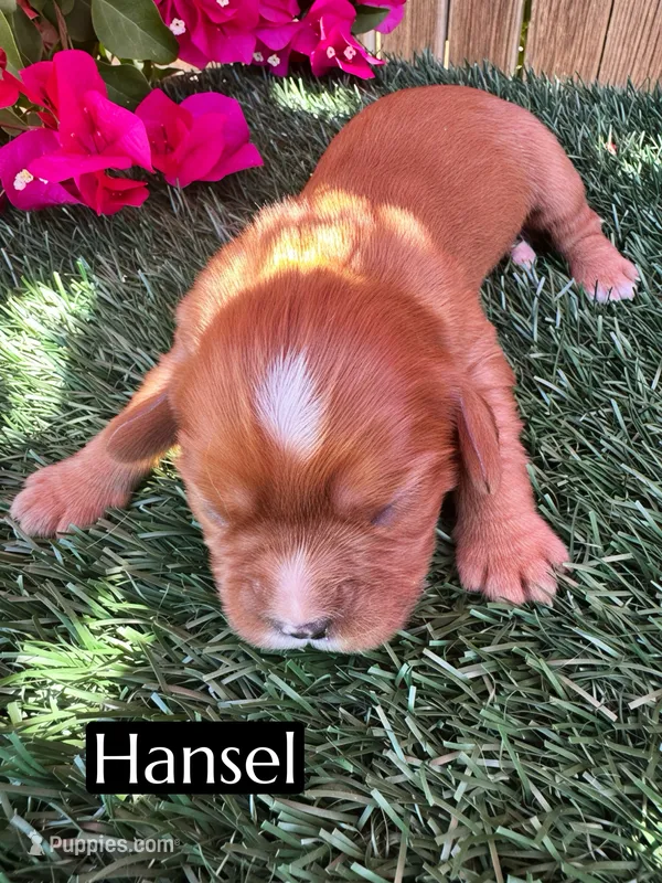 AKC Hansel – Cavalier King Charles Spaniel puppy for sale in Bakersfield, CA