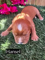 AKC Hansel, a male Cavalier King Charles Spaniel for sale in Bakersfield, CA – 5 of 6