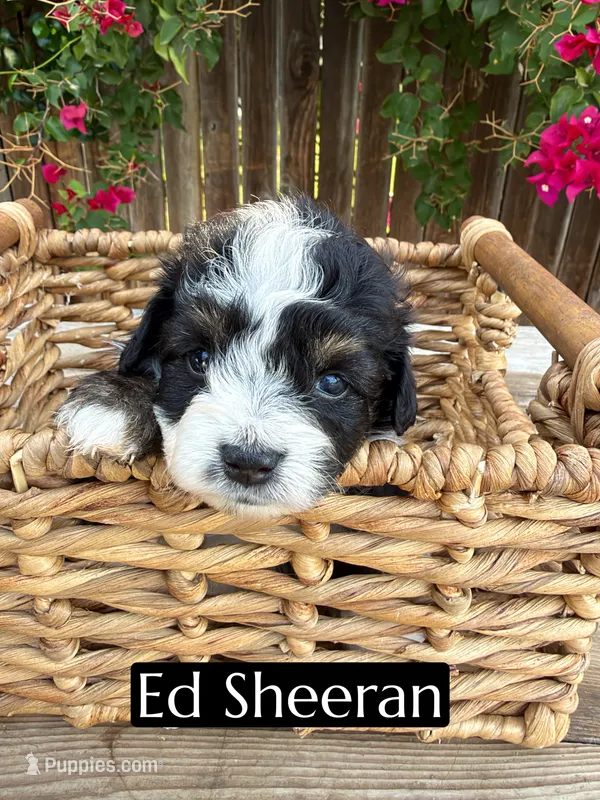 Ed Sheeran (12 lbs) – Miniature Aussiedoodle puppy for sale in Bakersfield, CA