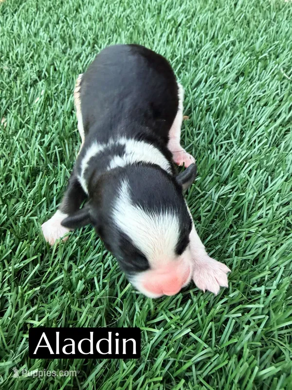 Aladdin  – Miniature Aussiedoodle puppy for sale in Bakersfield, CA