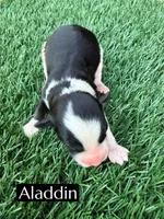 Aladdin , a male Miniature Aussiedoodle for sale in Bakersfield, CA – 1 of 2