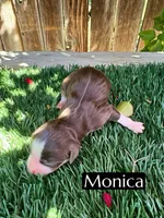 Monica (10 lbs), a female Miniature Aussiedoodle for sale in Bakersfield, CA – 1 of 1