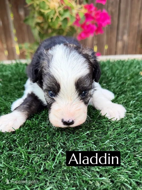 Aladdin (15 lbs) – Miniature Aussiedoodle puppy for sale in Bakersfield, CA