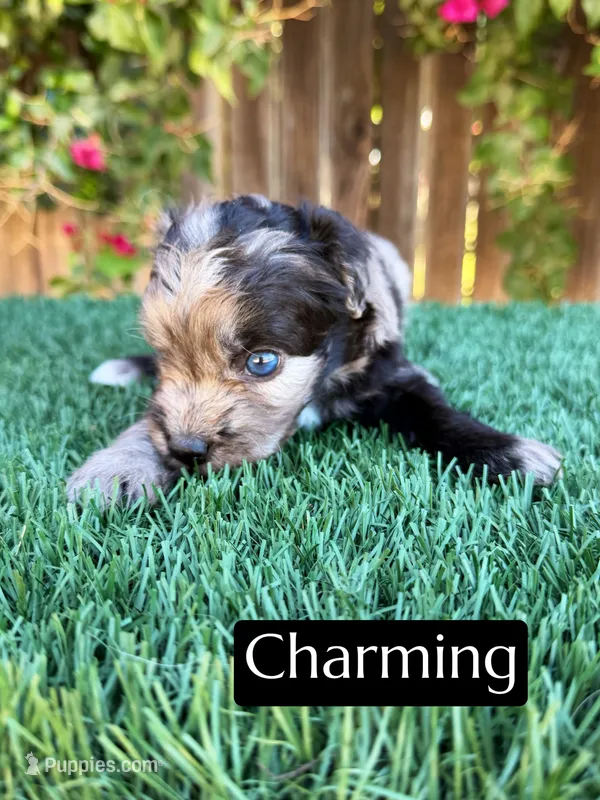 Charming (15 lbs) – Miniature Aussiedoodle puppy for sale in Bakersfield, CA