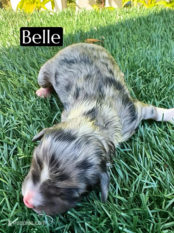 Belle (10-12 lbs)