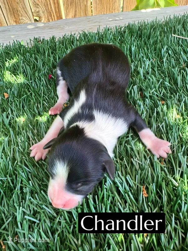 Chandler (10 lbs) – Miniature Aussiedoodle puppy for sale in Bakersfield, CA