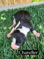 Chandler (10 lbs), a female Miniature Aussiedoodle for sale in Bakersfield, CA – 1 of 1