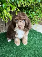 Rory (AKC 5-6 lbs), a female Poodle - Toy  for sale in Bakersfield, CA – Photo 2 of 3