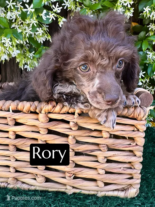 Rory (AKC 5-6 lbs) – Poodle - Toy  puppy for sale in Bakersfield, CA