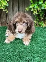 Rory (AKC 5-6 lbs), a female Poodle - Toy  for sale in Bakersfield, CA – Photo 3 of 3