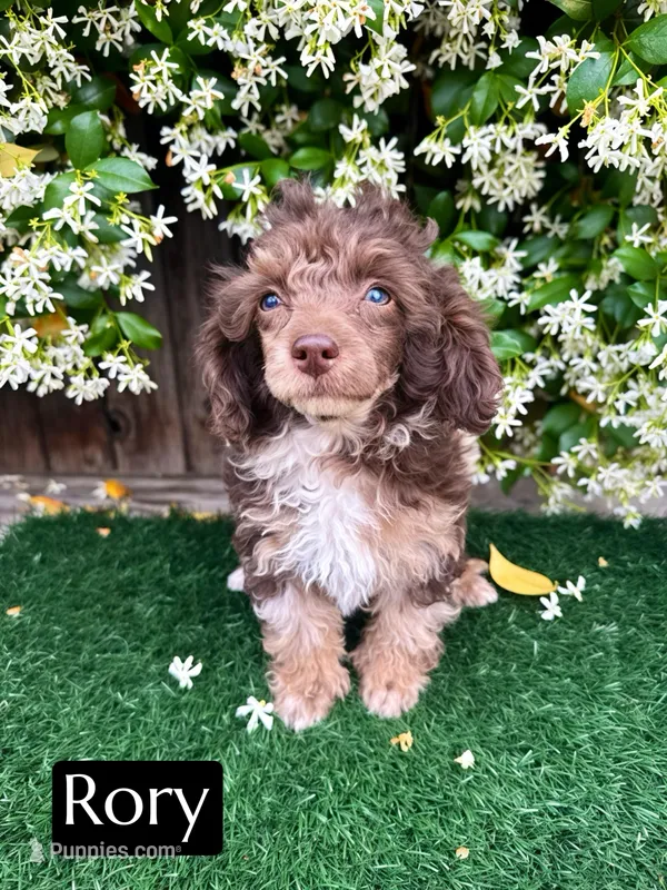 Rory (AKC 5-6 lbs) – Poodle - Toy  puppy for sale in Bakersfield, CA