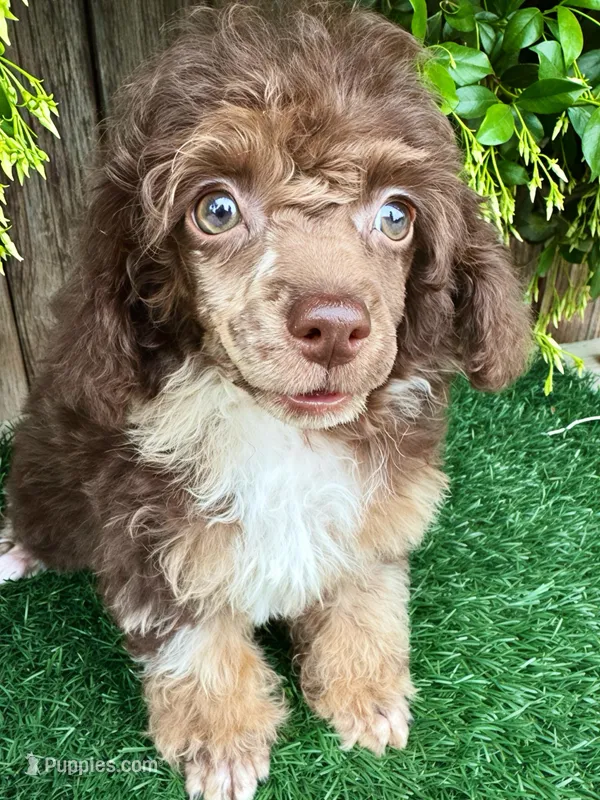 Rory (AKC 5-6 lbs) – Poodle - Toy  puppy for sale in Bakersfield, CA