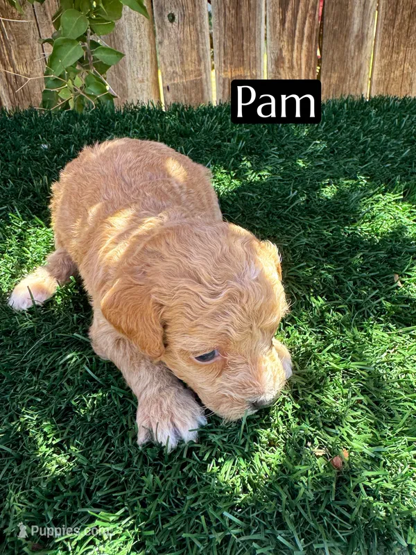 Pam (roughly 15 lbs) – Miniature Aussiedoodle puppy for sale in Bakersfield, CA