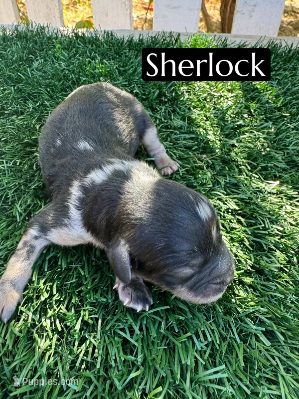 Sherlock  – Cavapoo puppy for sale in Bakersfield, CA