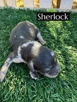 Sherlock , a male Cavapoo for sale in Bakersfield, CA – 1 of 1