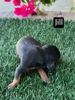 AKC Jill, a female Cavalier King Charles Spaniel for sale in Bakersfield, CA – 1 of 1