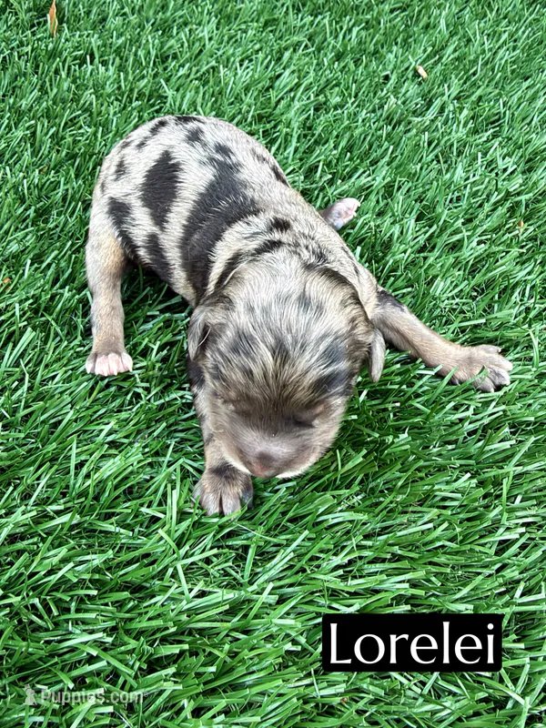 Lorelei (10-12 lbs), a female Cavapoo for sale in Bakersfield, CA – 1 of 1