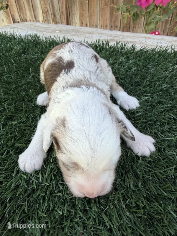 Eric (15 lbs) – Miniature Aussiedoodle puppy for sale in Bakersfield, CA