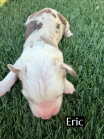 Eric (15 lbs), a male Miniature Aussiedoodle for sale in Bakersfield, CA – 2 of 3