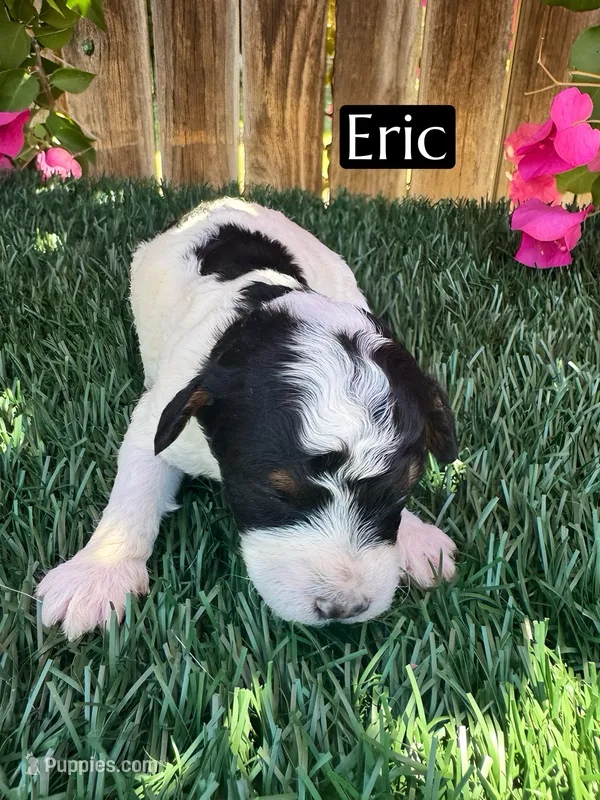 Eric (roughly 15 pounds) – Poodle - Miniature  puppy for sale in Bakersfield, CA