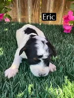 Eric (roughly 15 pounds), a male Poodle - Miniature  for sale in Bakersfield, CA – 3 of 4