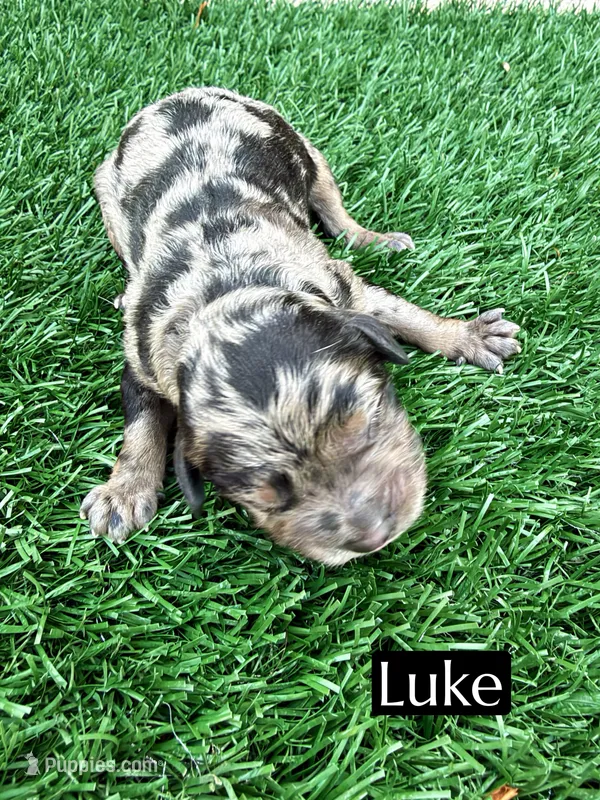 Luke (10-12 lbs), a male Cavapoo for sale in Bakersfield, CA – 1 of 1