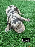Luke (10-12 lbs), a male Cavapoo for sale in Bakersfield, CA – 1 of 1
