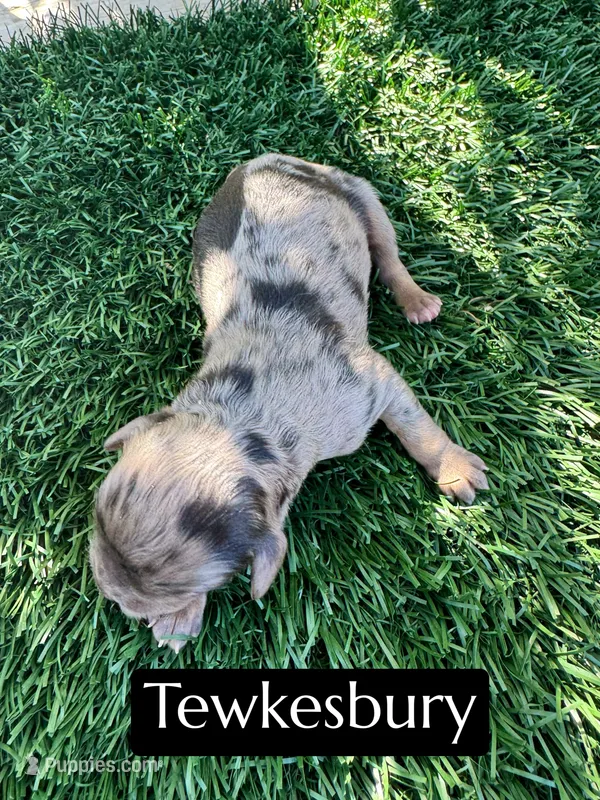 Tewkesbury – Cavapoo puppy for sale in Bakersfield, CA