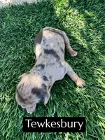 Tewkesbury, a male Cavapoo for sale in Bakersfield, CA – 1 of 1