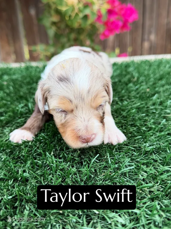 Taylor Swift – Miniature Aussiedoodle puppy for sale in Bakersfield, CA
