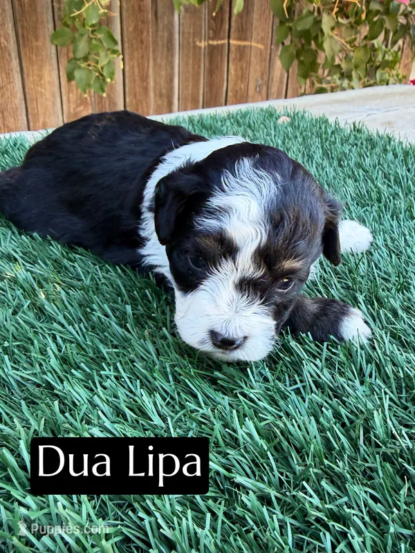 Dua Lipa (10 lbs) – Miniature Aussiedoodle puppy for sale in Bakersfield, CA