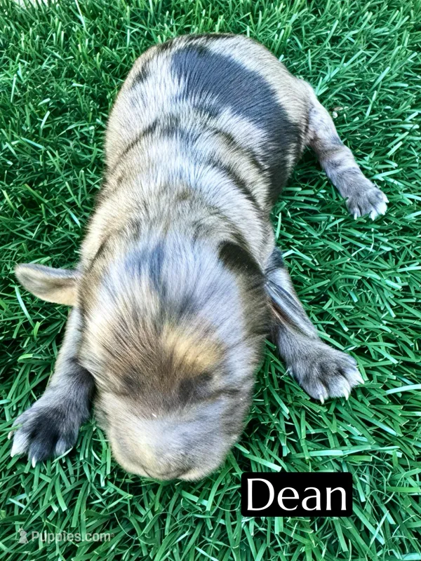 Dean (15-20 lbs) – Miniature Bernedoodle puppy for sale in Bakersfield, CA