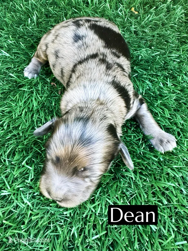 Dean (15-20 lbs) – Miniature Bernedoodle puppy for sale in Bakersfield, CA