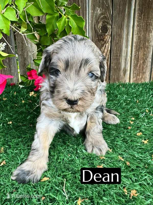 Dean (15-20 lbs) – Miniature Bernedoodle puppy for sale in Bakersfield, CA