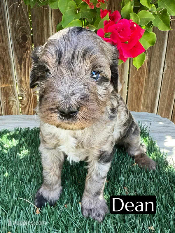 Dean (15-20 lbs) – Miniature Bernedoodle puppy for sale in Bakersfield, CA