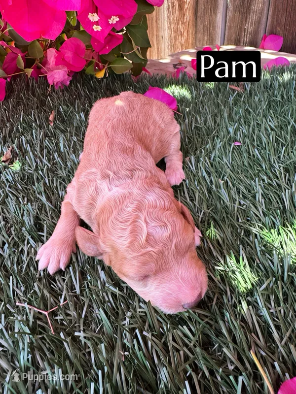 Pam (roughly 15 lbs) – Miniature Aussiedoodle puppy for sale in Bakersfield, CA